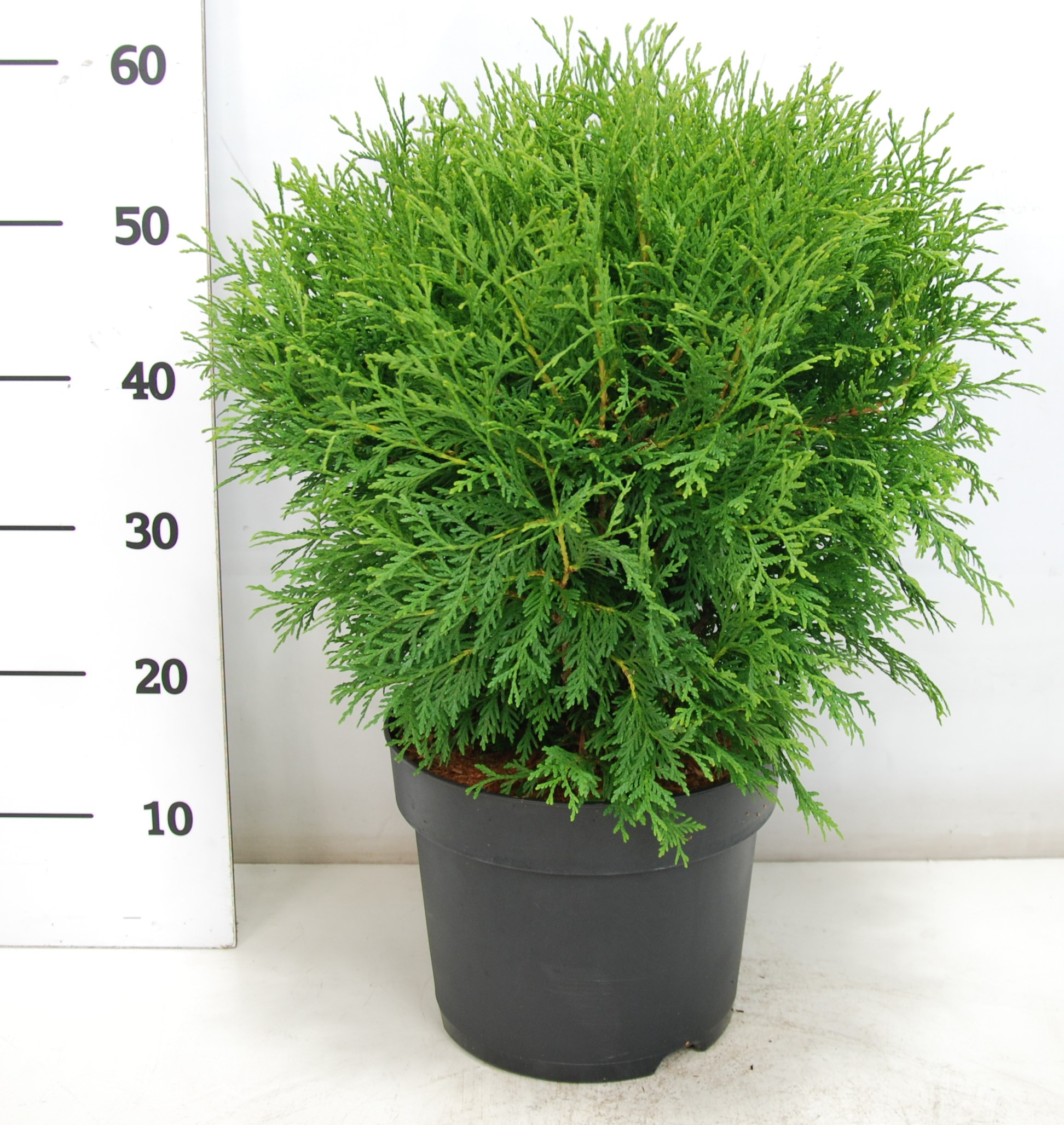 Туя западная Вудварди